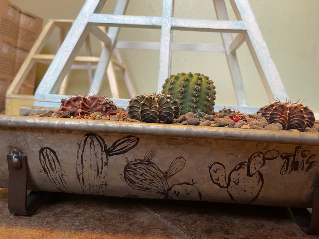 Cactuses from Thailand Gymnocalycium